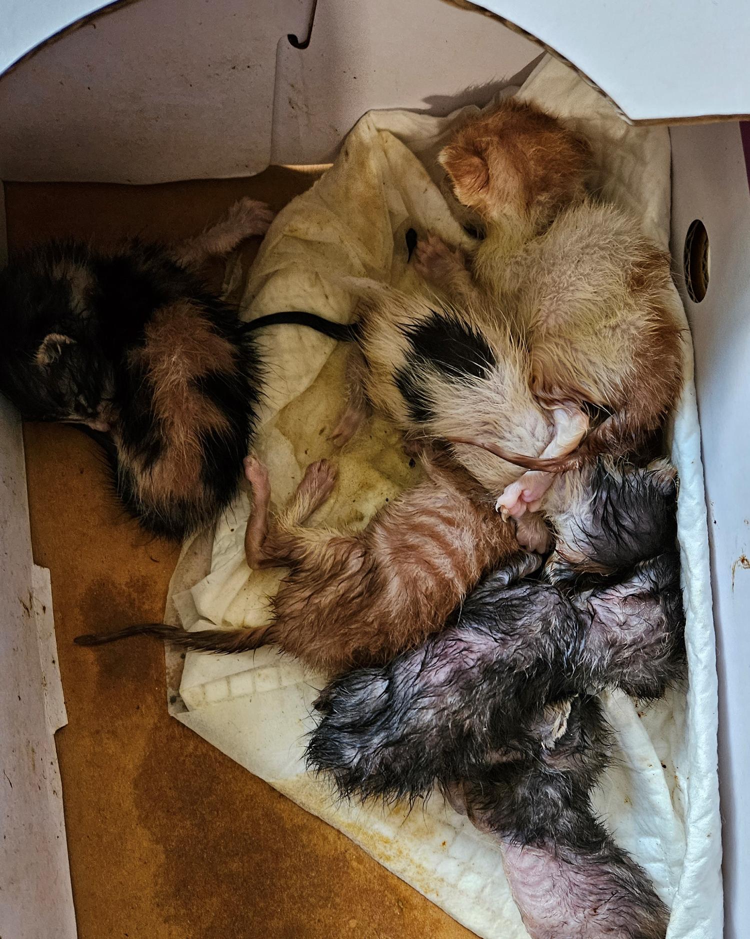 대구유기동물보호센터_427342202300500